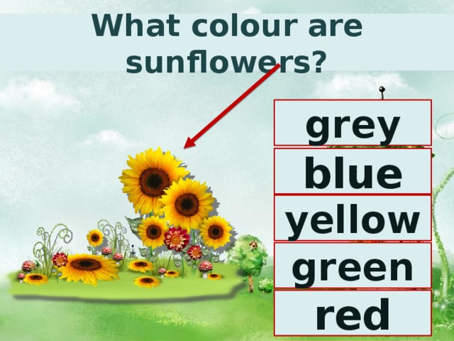 What colour are sunflowers? grey blue yellow green red 