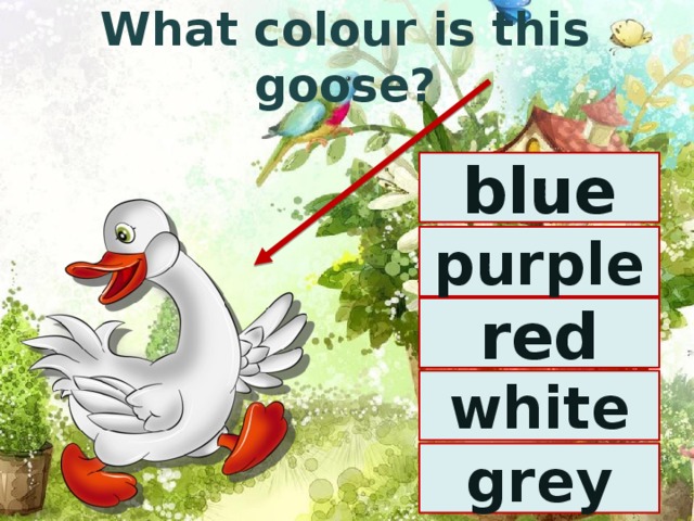 What colour is this goose? blue purple red white grey 