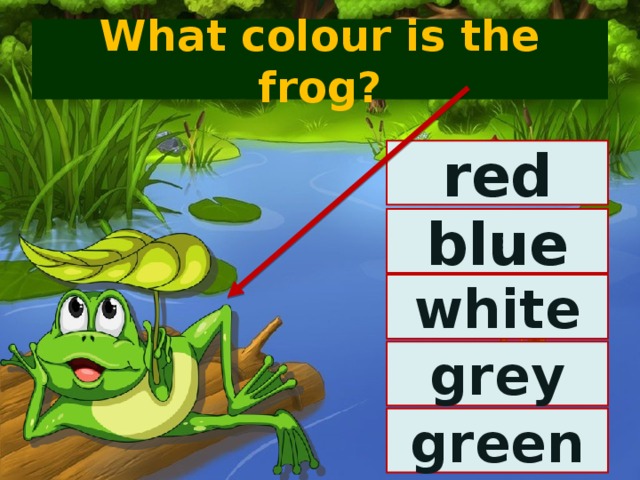 What colour is the frog? red blue white grey green 