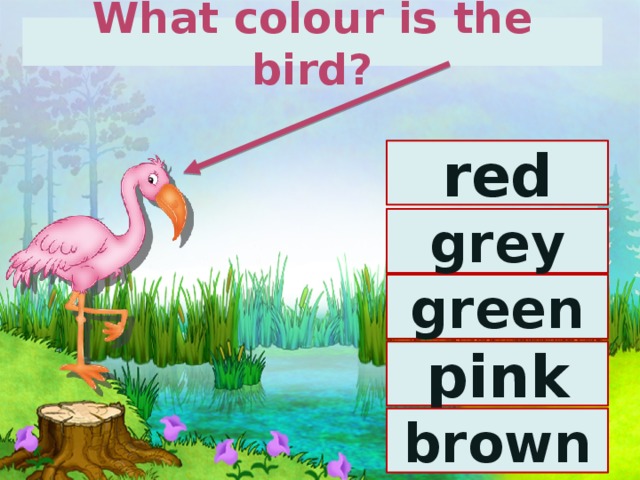 What colour is the bird? red grey green pink brown 
