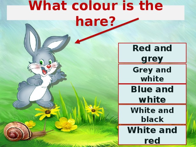 What colour is the hare? Red and grey Grey and white Blue and white White and black White and red 
