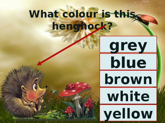 What colour is this henghock? grey blue brown white yellow 