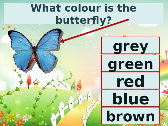 What colour is the butterfly? grey green red blue brown 