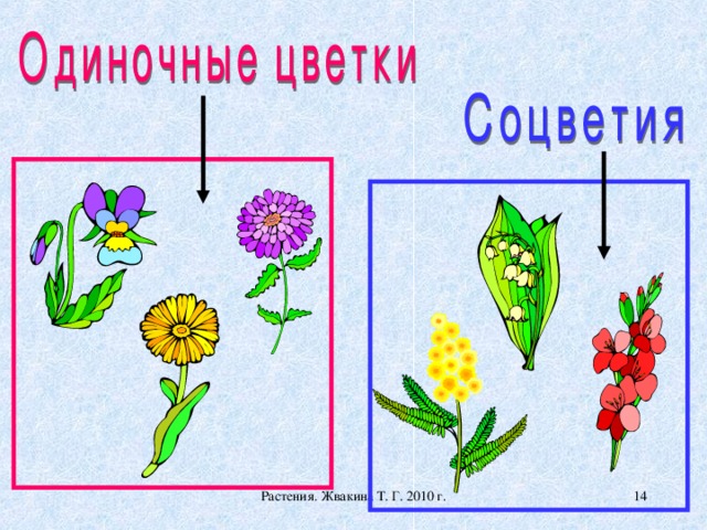 Одиночный цветок или растение имеет соцветие