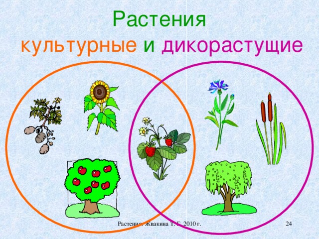 Нарисовать дикорастущее растение