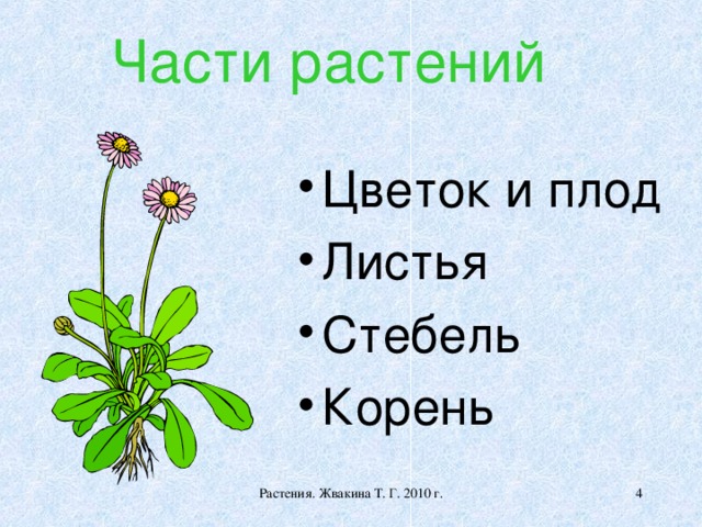 Части растения ели