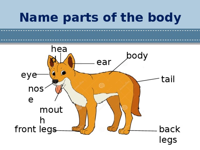 Презентация body parts