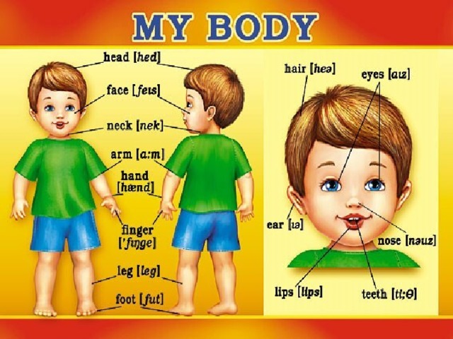 Лицо по английски. Части тела на английском. Части тела на английском для детей. Тело человека на английском для детей. Части тела человека на английском.