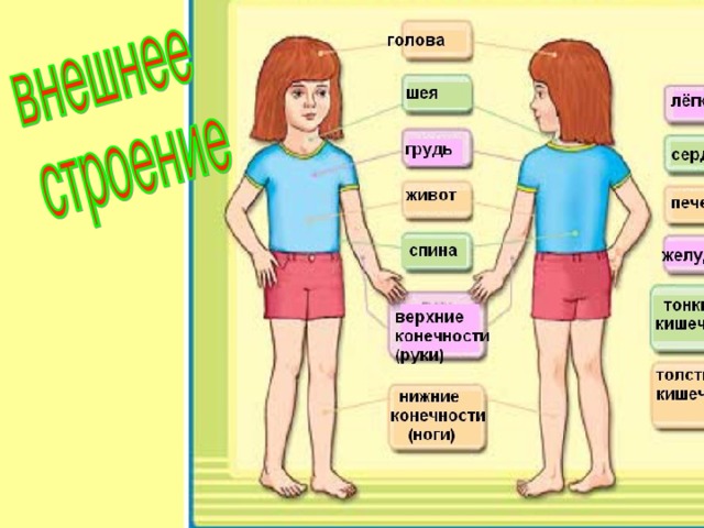 Внутренние и наружные органы. Организм человека 2 класс окружающий мир школа России. Строение человека. Части тела окружающий мир. Тело человека 2 класс.