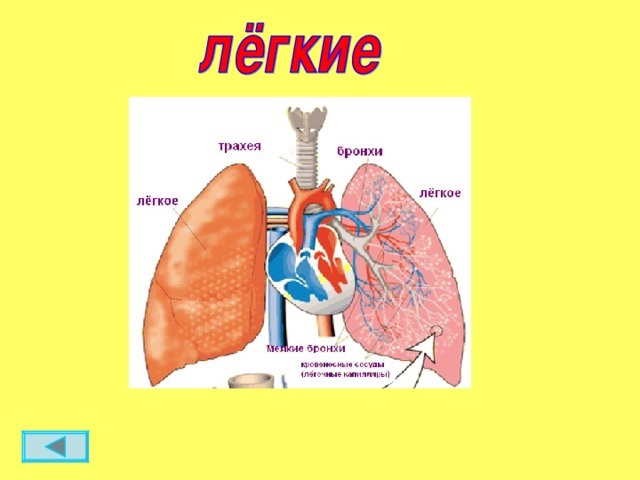 Организм человека 3 класс презентация