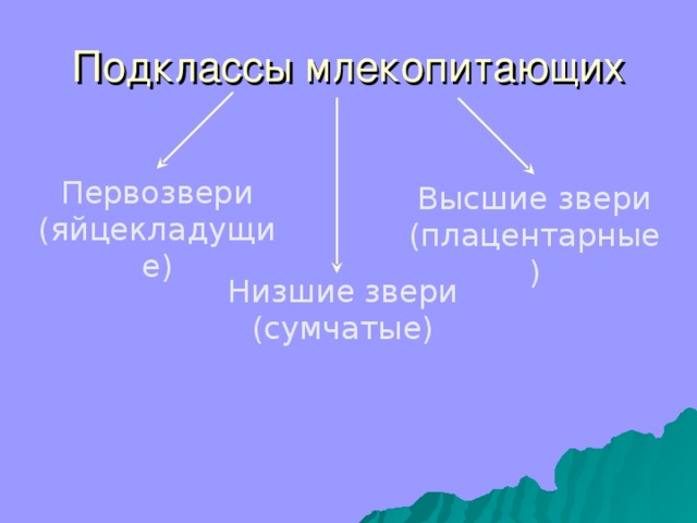 Презентация по биологии 7 класс первозвери