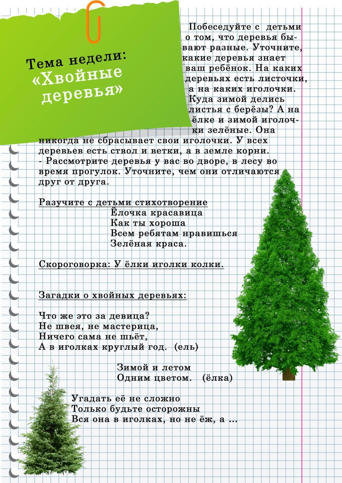 Хвойная на неделю. Рекомендации для родителей по теме хвойные деревья. Тема недели деревья. Тема недели на тему хвойные деревья. Домашнее задание тема хвойные деревья.