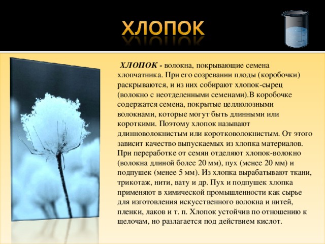  ХЛОПОК - волокна, покрывающие семена хлопчатника. При его созревании плоды (коробочки) раскрываются, и из них собирают хлопок-сырец (волокно с неотделенными семенами).В коробочке содержатся семена, покрытые целлюлозными волокнами, которые могут быть длинными или короткими. Поэтому хлопок называют длинноволокнистым или коротковолокнистым. От этого зависит качество выпускаемых из хлопка материалов. При переработке от семян отделяют хлопок-волокно (волокна длиной более 20 мм), пух (менее 20 мм) и подпушек (менее 5 мм). Из хлопка вырабатывают ткани, трикотаж, нити, вату и др. Пух и подпушек хлопка применяют в химической промышленности как сырье для изготовления искусственного волокна и нитей, пленки, лаков и т. п. Хлопок устойчив по отношению к щелочам, но разлагается под действием кислот. 