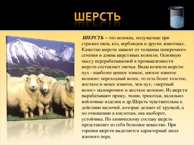  ШЕРСТЬ – это волокна, получаемые при стрижке овец, коз, верблюдов и других животных. Качество шерсти зависит от толщины поперечного сечения и длины шерстяных волокон. Основную массу перерабатываемой в промышленности шерсти составляет овечья. Виды волокон шерсти: пух - наиболее ценное тонкое, мягкое извитое волокно; переходный волос, то есть более толстое, жесткое и менее извитое, чем пух; «мертвый волос» малопрочное и жесткое волокно. Из шерсти вырабатывают пряжу, ткани, трикотаж, валяльно-войлочные изделия и др.Шерсть чувствительна к действию щелочей, которые делают её хрупкой, а по отношению к кислотам, она наоборот, устойчива. По химическому составу шерсть представляет из себя белковое вещество. При горении шерсти выделяется характерный запах жженого пера. 