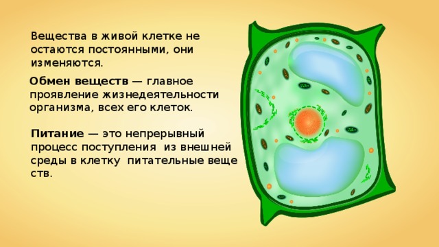 Растительная клетка обмен веществ. Жизнедеятельность клетки ее деление и рост. Жизнедеятельность клетки питание клетки. Процессы жизнедеятельности клетки деление.