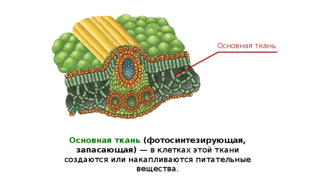 Основная ткань Основная ткань (фотосинтезирующая, запасающая) — в клетках этой ткани создаются или накапливаются питательные вещества. 
