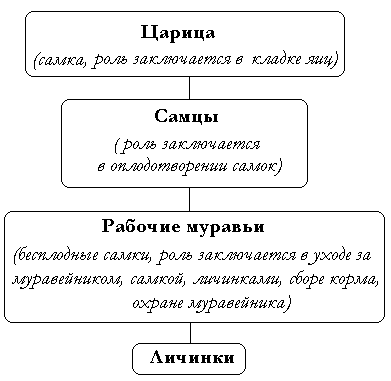 Иерархия муравьев схема в муравейнике