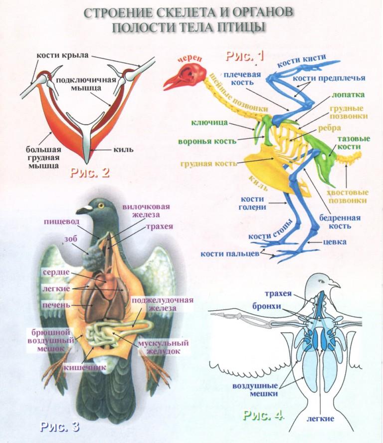 Схема органов птиц