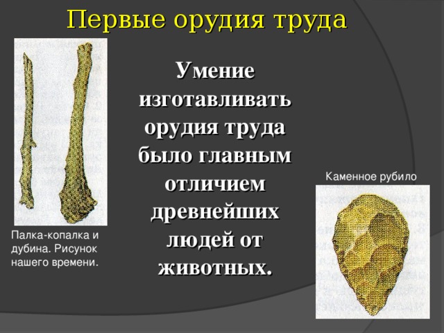 Первые орудия труда Умение изготавливать орудия труда было главным отличием древнейших людей от животных. Каменное рубило Палка-копалка и дубина. Рисунок нашего времени. 