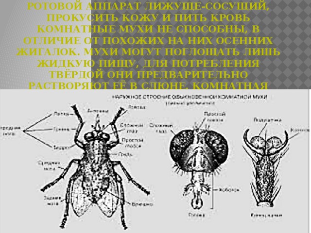 Морфология осенней жигалки рисунок