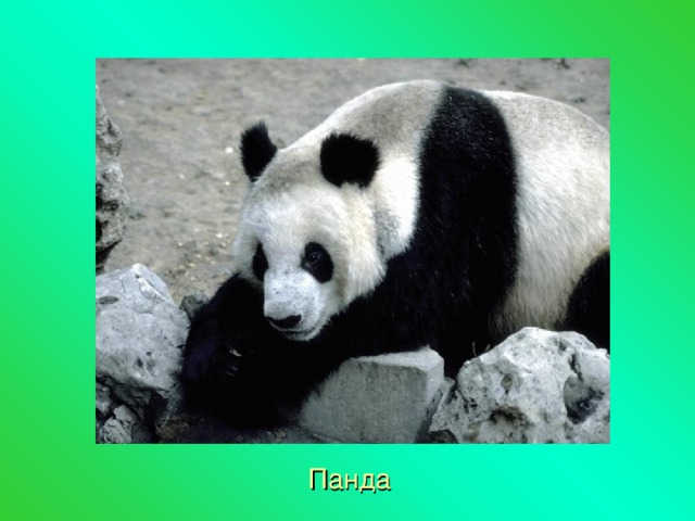 Панда 