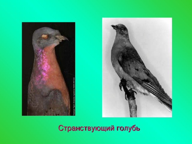 Странствующий голубь презентация
