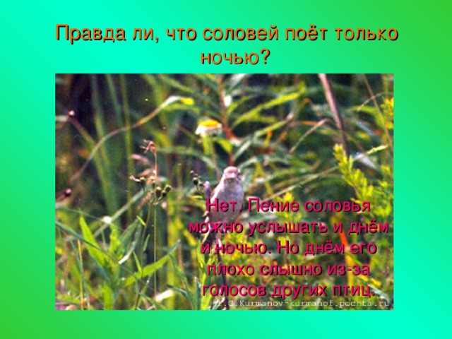 Правда ли, что соловей поёт только ночью? Нет. Пение соловья можно услышать и днём и ночью. Но днём его плохо слышно из-за голосов других птиц. 