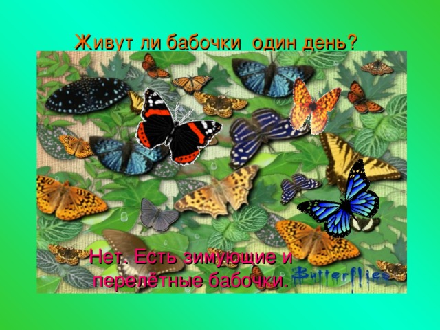 Живут ли бабочки один день? Нет. Есть зимующие и перелётные бабочки. 