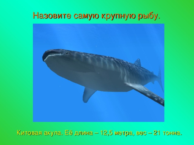 Назовите самую крупную рыбу. Китовая акула. Её длина – 12,5 метра, вес – 21 тонна. 