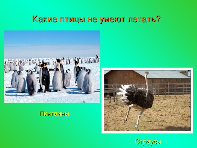 Какие птицы не умеют летать? Пингвины Страусы 