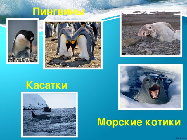Пингвины Касатки Морские котики
