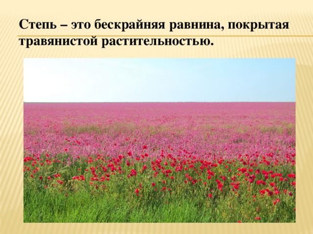 Полно спать беспробудно. Никитин полно степь моя спать беспробудно. Растения степи. Растения степи России. Растительность степи в России кратко.