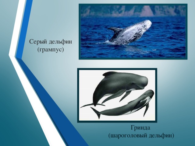 Серый дельфин (грампус) Гринда (шароголовый дельфин)