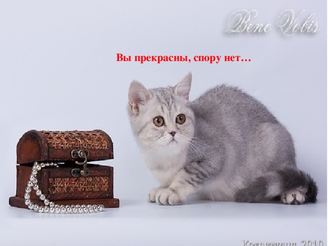 Вы прекрасны, спору нет… 