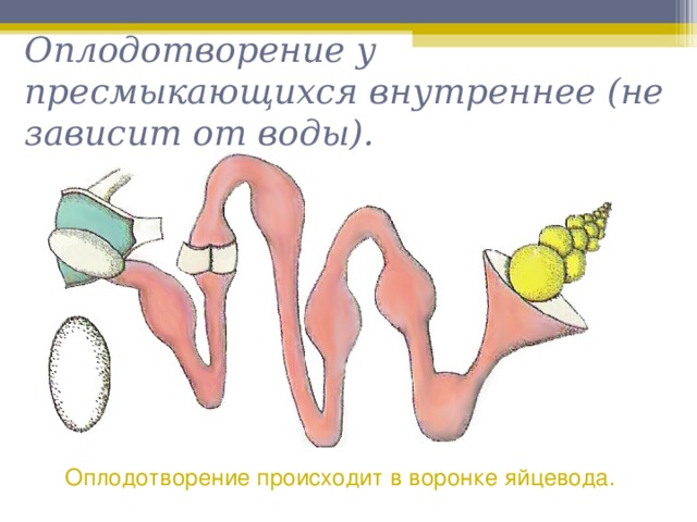 Оплодотворение в воде. Оплодотворение пресмыкающихся. Пресмыкающиеся яйцевод. Оплодотворение у пресмыкающихся происходит. Внутреннее оплодотворение у пресмыкающихся.