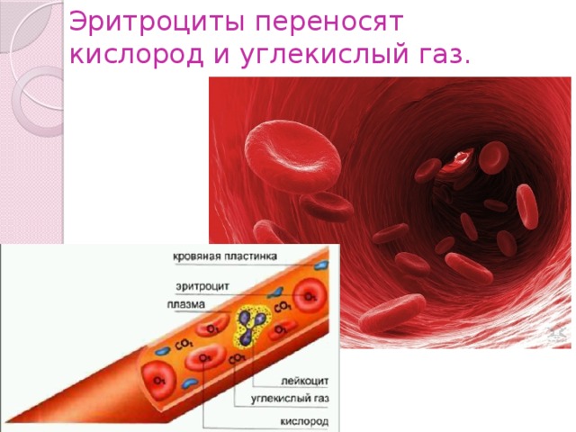 Перенос кислорода. Что переносят эритроциты. Эритроциты переносят кислород. Как эритроциты переносят кислород. Перенос кислорода эритроцитами.