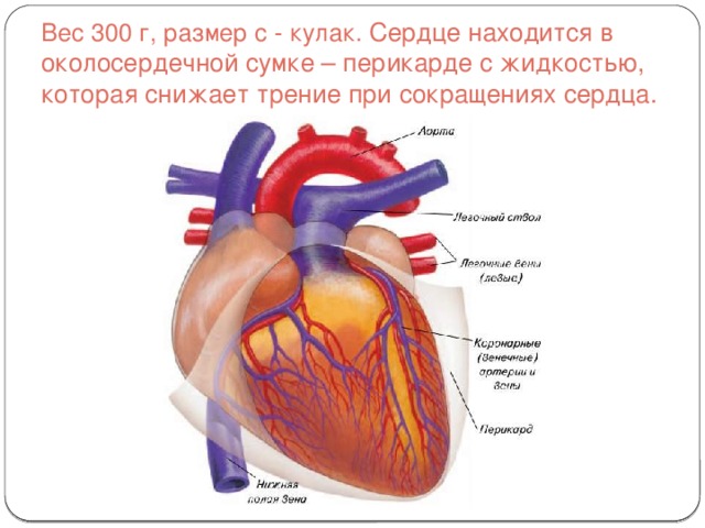 Створчатые клапаны сердца располагаются