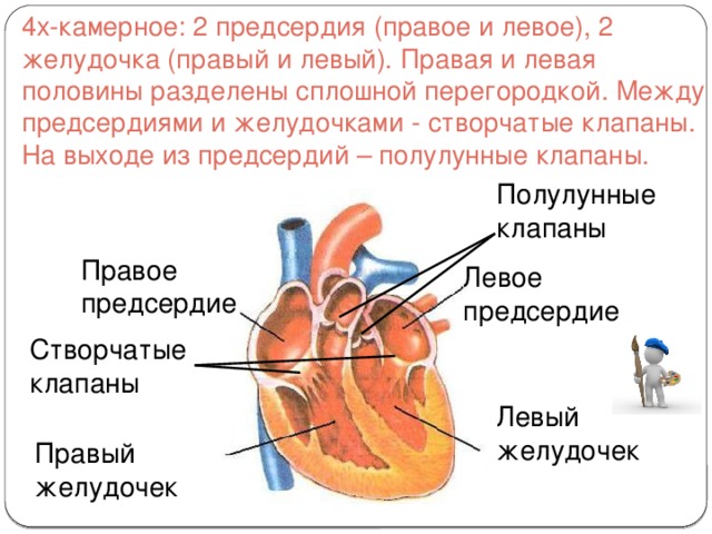 Между правыми предсердием и желудочком находится клапан. В сердце между левым предсердием и левым желудочком расположен. Клапан между левым желудочком и левым предсердием.