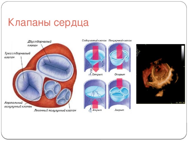 Створчатые клапаны сердца. Строение створчатых клапанов сердца. 3х створчатый клапан сердца. Двустворчатые клапаны сердца расположены между. 3х створчатый клапан сердца название.