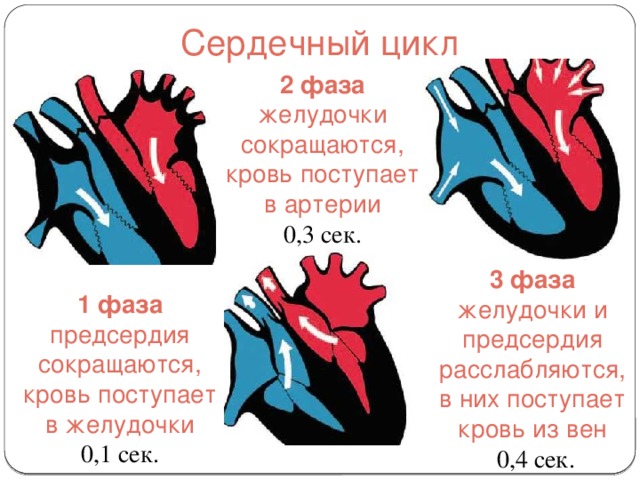 Фазы сердечного цикла картинки