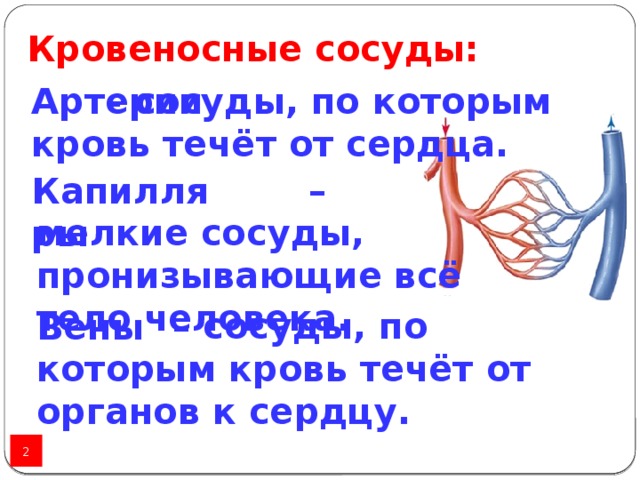 Сосуды по которым течет от сердца. Сосуды, по которым кровь течет от сердца к органам.. Кровеносные сосуды, по которым кровь течет к сердцу .. Мельчайшие кровеносные сосуды. Сосуды  по которым кровь  течёт  к сердцу  от всех органов.