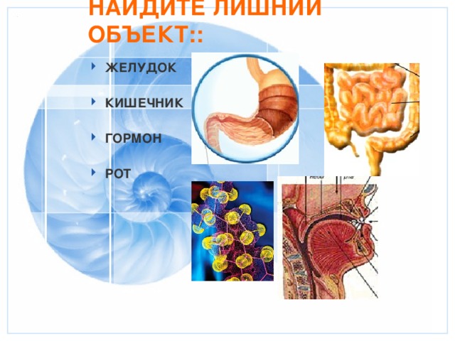 Организм как единое целое 6 класс презентация