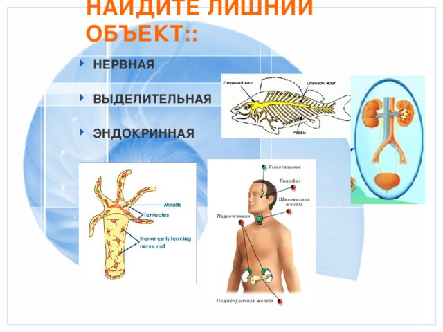 Организм как единое целое 6 класс презентация