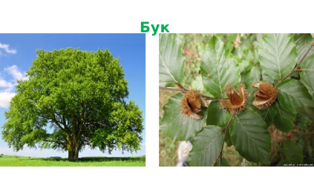 Бук  