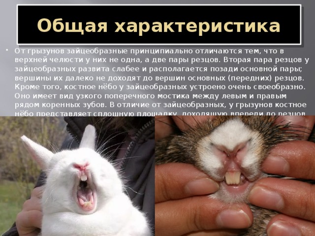 Какую особенность имеют резцы у грызунов. Строение зубов зайцеобразных. Строение челюсти зайцеобразных. Строение челюсти зайца. Строение челюсти кролика анатомия.