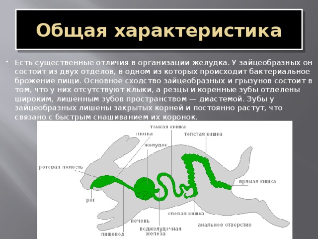 Презентация про зайцеобразных по биологии