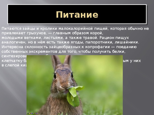 Питание Питаются зайцы и кролики малокалорийной пищей, которая обычно не привлекает грызунов, — главным образом корой, молодыми ветками, листьями, а также травой. Рацион пищух аналогичен, но в нём есть также ягоды, папоротники, лишайники. Интересна склонность зайцеобразных к копрофагии — поеданию собственных экскрементов для того, чтобы получить белки, синтезированные особым расщепляющим клетчатку бактериальным комплексом, сконцентрированным у них в слепой кишке. 