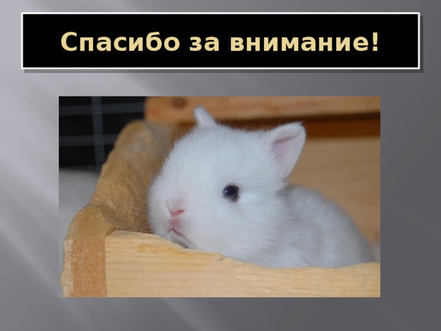 Спасибо за внимание! 