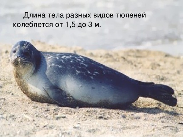  Длина тела разных видов тюленей колеблется от 1,5 до 3 м. 