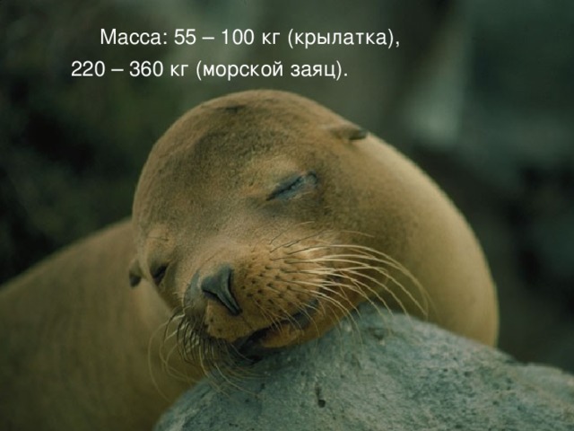  Масса: 55 – 100 кг (крылатка),  220 – 360 кг (морской заяц). 